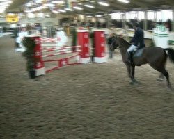 Springpferd Cotilas (Holsteiner, 2007, von Contender)