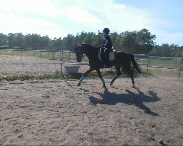 broodmare Walking for Fun (Hanoverian, 2005, from Westernhagen) broodmare Walking for Fun (Hanoverian, 2005, from Westernhagen)