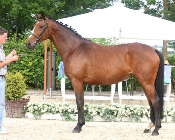 broodmare Prinzessin von Hollen (Hanoverian,  , from Prince Thatch xx)