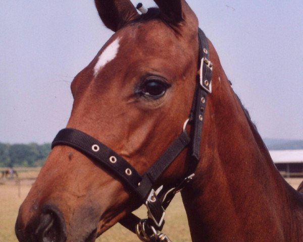 broodmare Schalmei (Westphalian, 2003, from Show Star)