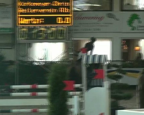 jumper Contendrus 3 (Oldenburg show jumper, 2007, from Contendro I)
