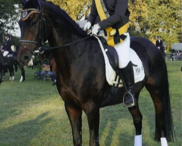 dressage horse Lummerland (German Sport Horse, 2006, from Likoto xx) dressage horse Lummerland (German Sport Horse, 2006, from Likoto xx)