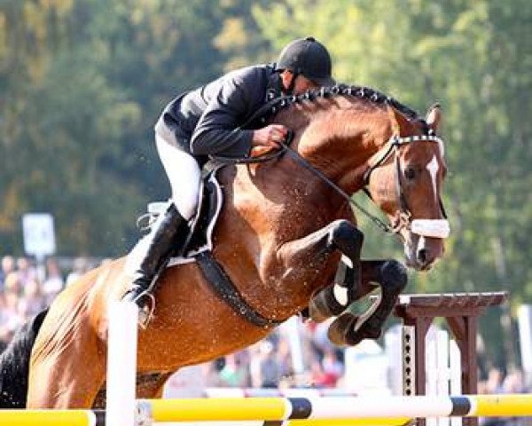 stallion Cassineto (Holsteiner, 2001, from Cassini I)