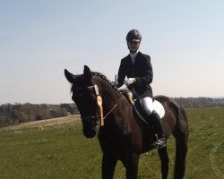 dressage horse Sanchez 30 (German Sport Horse, 2006, from Sanssouci)