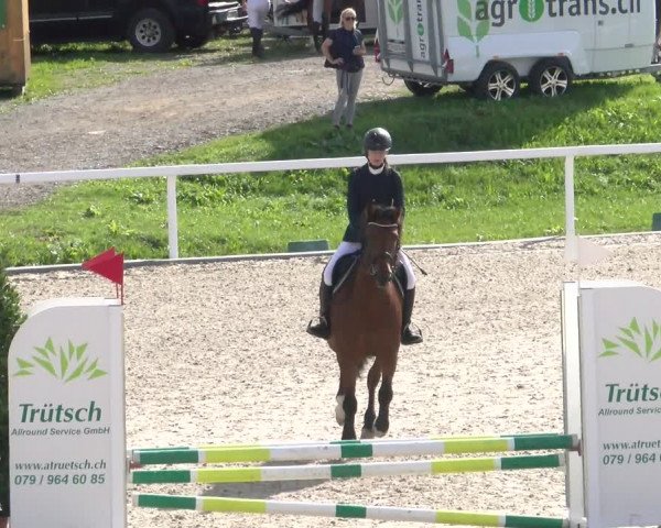 Reitturnier Bülach 2022