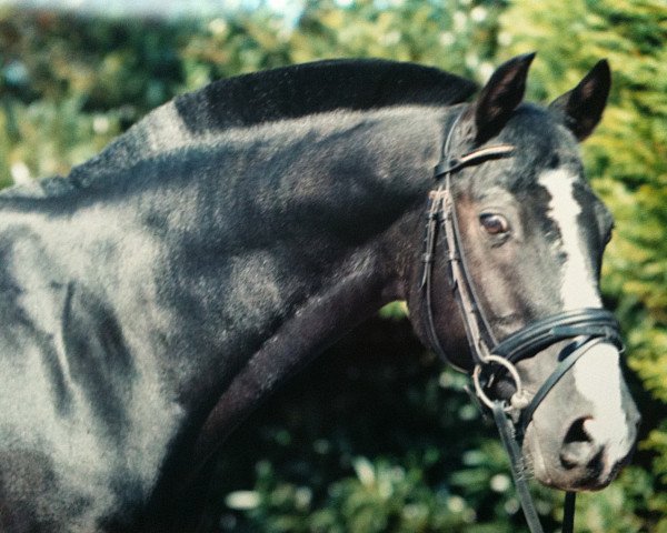 horse Dream Boy MF (German Riding Pony, 1993, from Bavarottie)