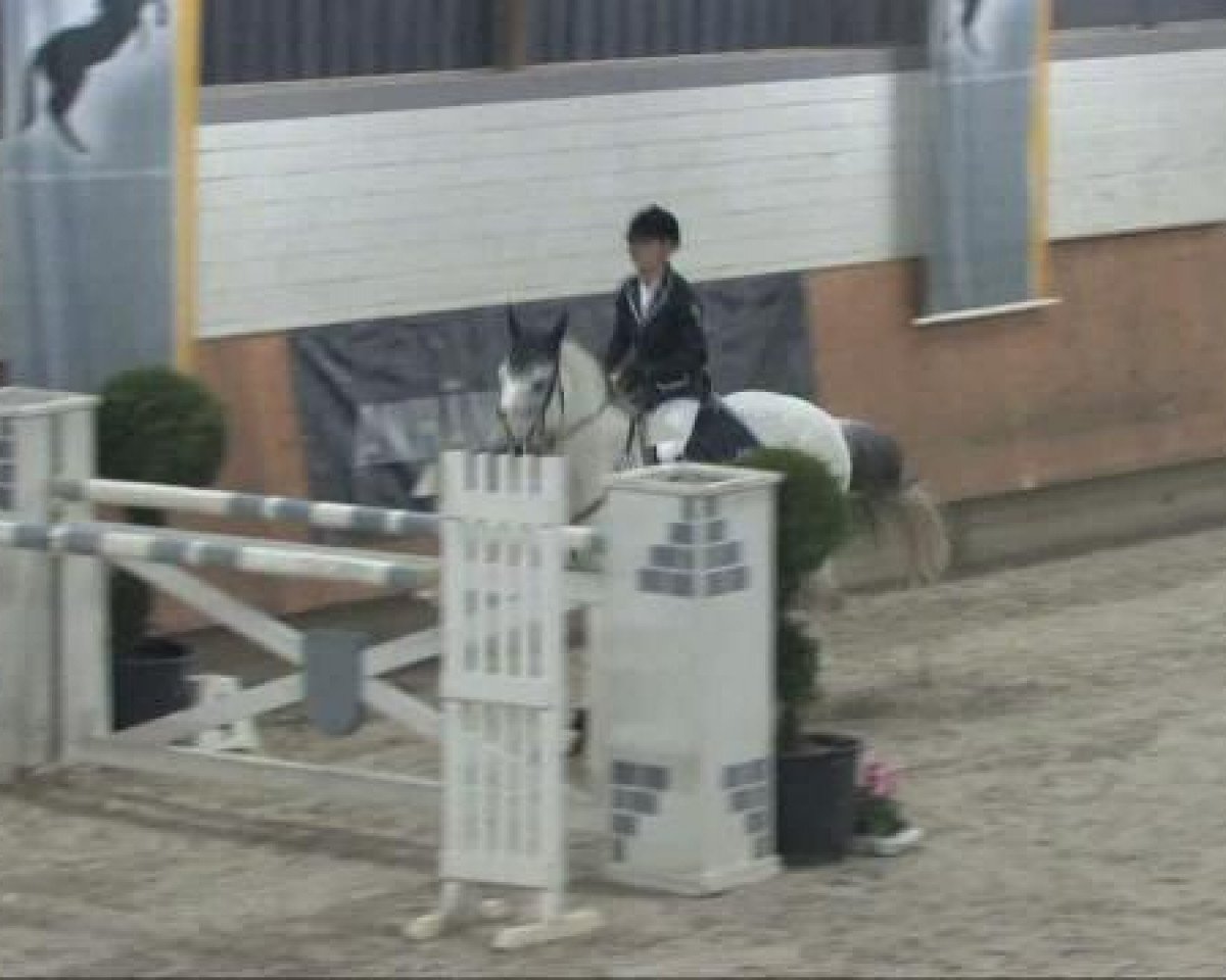 Springpferd Oldatus 3 (KWPN (Niederländisches Warmblut), 1996, von Aldatus Z)