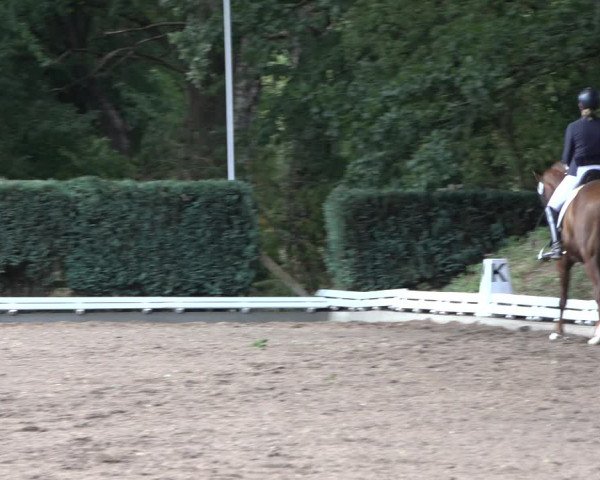 Reitturnier Hamburg-Bergstedt 2022