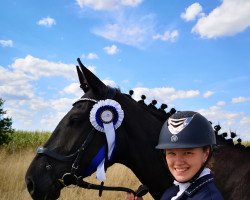 Cavallo da Dressage Deich Krönchen (Hannoveriano, 2016, di Dancier)