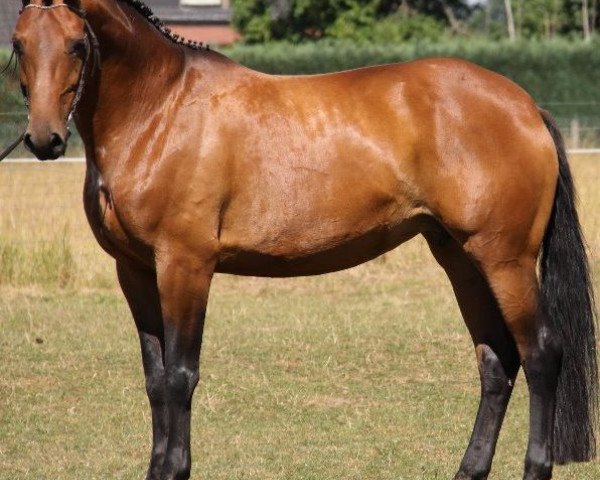broodmare Felina T (Rhinelander, 2002, from Feiner Ludwig)