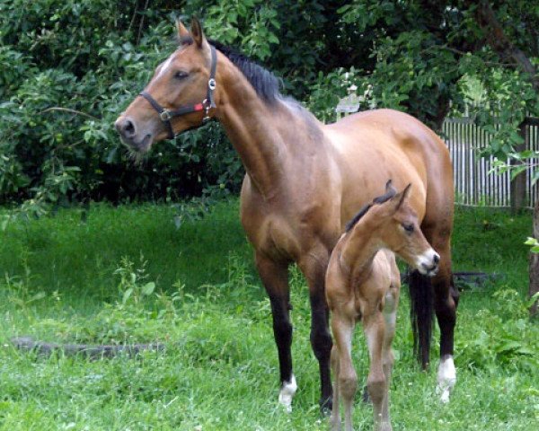 jumper Cesario (German Sport Horse, 2011, from Casdorff)