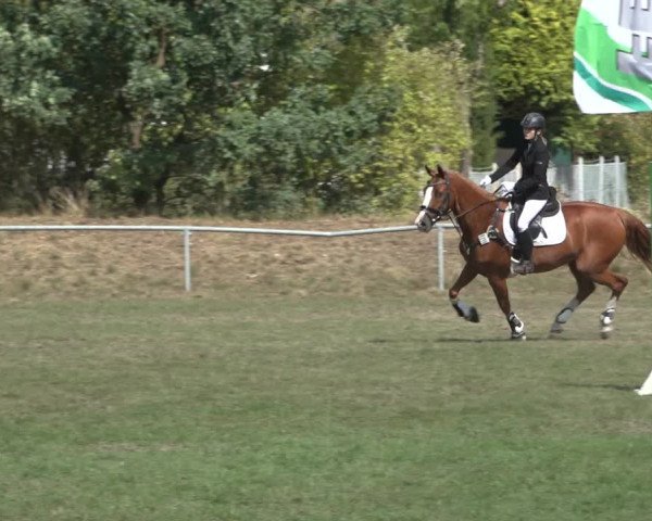 Reitturnier Dannenberg 2022