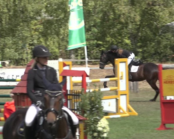 Reitturnier Dannenberg 2022