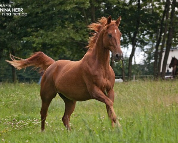horse Pedro 880 (Quarter Horse, 1993, from American Quarter Horse)