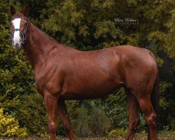 broodmare Selfmade's Bahira (Oldenburg, 2015, from Self made)