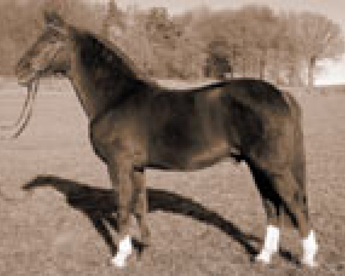 Deckhengst Furioso's Sohn (Oldenburger, 1970, von Furioso II)