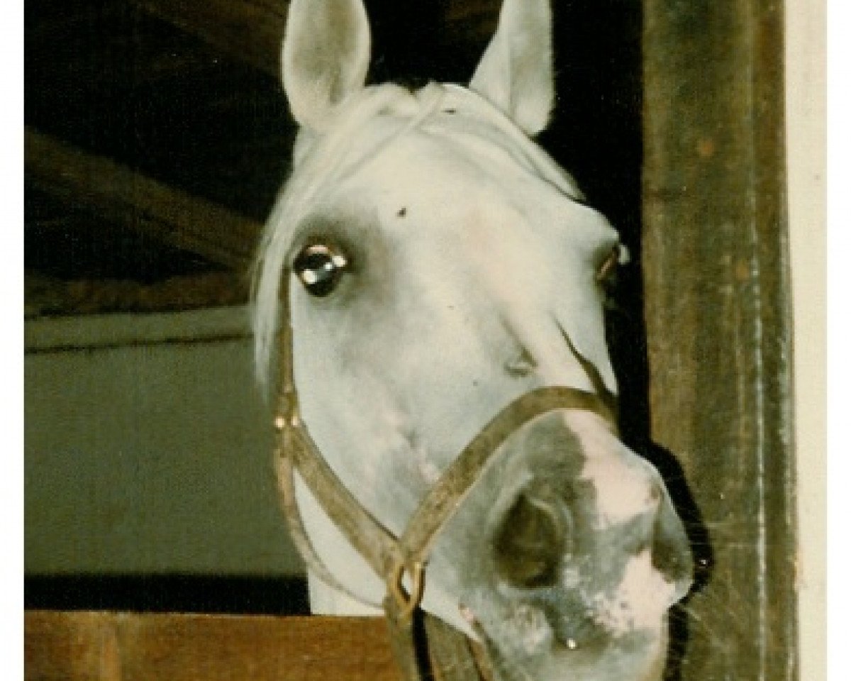 stallion Seibel ox (Arabian purebred, 1965, from Karmin 1952 ox)