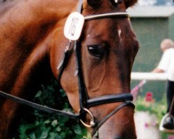 Zuchtstute Sonett (Trakehner, 1991, von Mackensen)