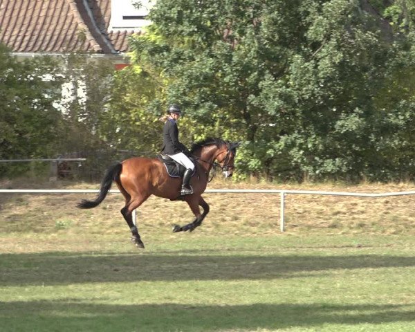 Reitturnier Dannenberg 2022