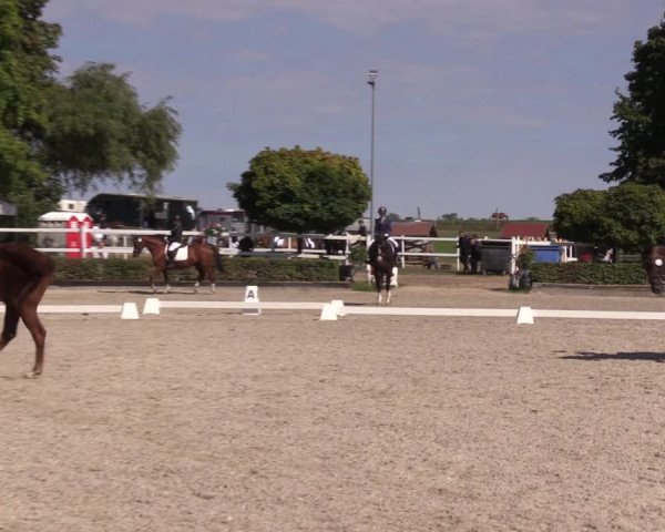 Reitturnier Müncheberg 2022