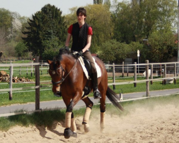 broodmare Sonata Classic (Rhinelander, 2007, from Sandro Classic)