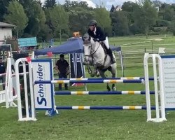 jumper Ziro Blue ZSH 2 (Swiss Warmblood, 2016, from Zirocco Blue)