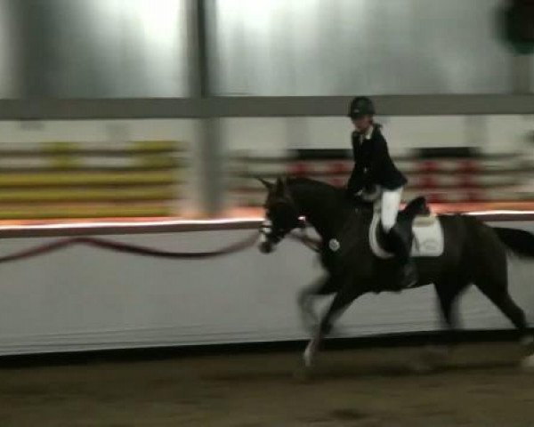 broodmare London (German Riding Pony, 2003, from Latesco 2)