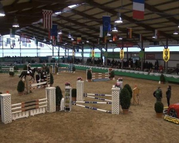 Jumper Cannavaro 6 (Hungarian Warmblood, 2001, from Charisma II)