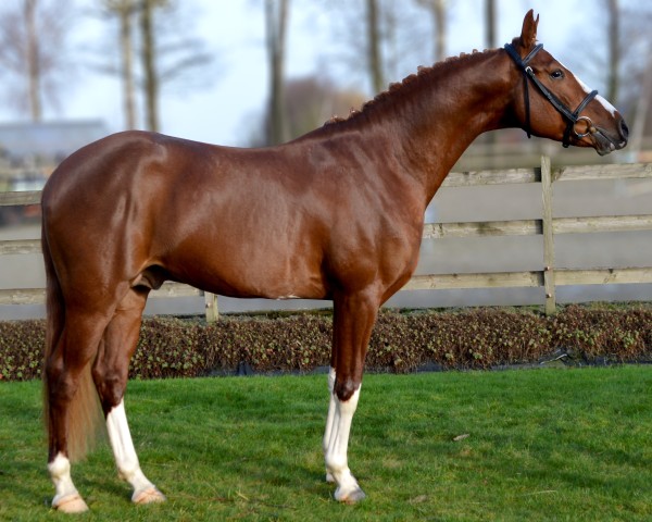 Springpferd Upendo Prinseveld Dsc (Belgisches Reitpony, 2016, von Quint Van De Groenheuvel)
