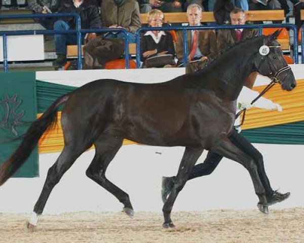 stallion Prinz K3 (Trakehner, 2004, from K2 T)
