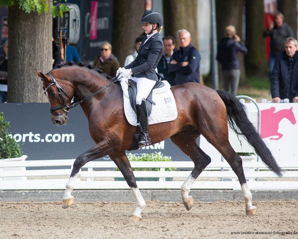 dressage horse Balandro 4 (Oldenburg, 2017, from Callaho's Benicio)