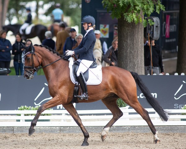 dressage horse Quentin 182 (Hanoverian, 2017, from Quotenkoenig 2)