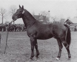 Deckhengst Logenschliesser (Holsteiner, 1943, von Loretto)