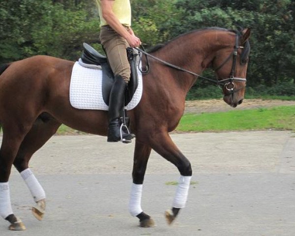 Springpferd Monte's Bellissimo D (Hannoveraner, 2009, von Monte Bellini)