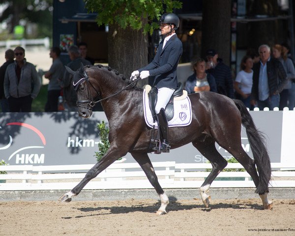 dressage horse Fifty Shades of Grey 7 (Hanoverian, 2017, from For Romance I)