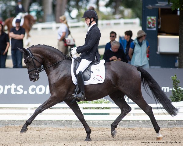 dressage horse High Fashion OLD (Oldenburg, 2017, from Helium)