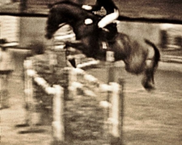 jumper Corla H (Holsteiner, 2002, from Corrado I)