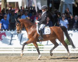 Dressurpferd Santos P (Westfale, 2017, von Sir Heinrich OLD)