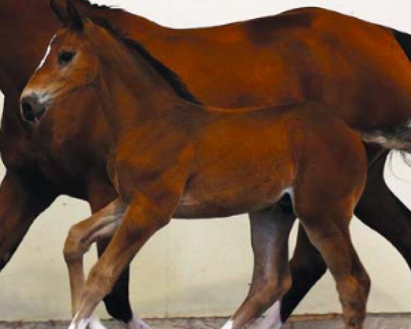 horse KMS Comet (Irish Sport Horse, 2016, from Cabrio van de Heffinck)
