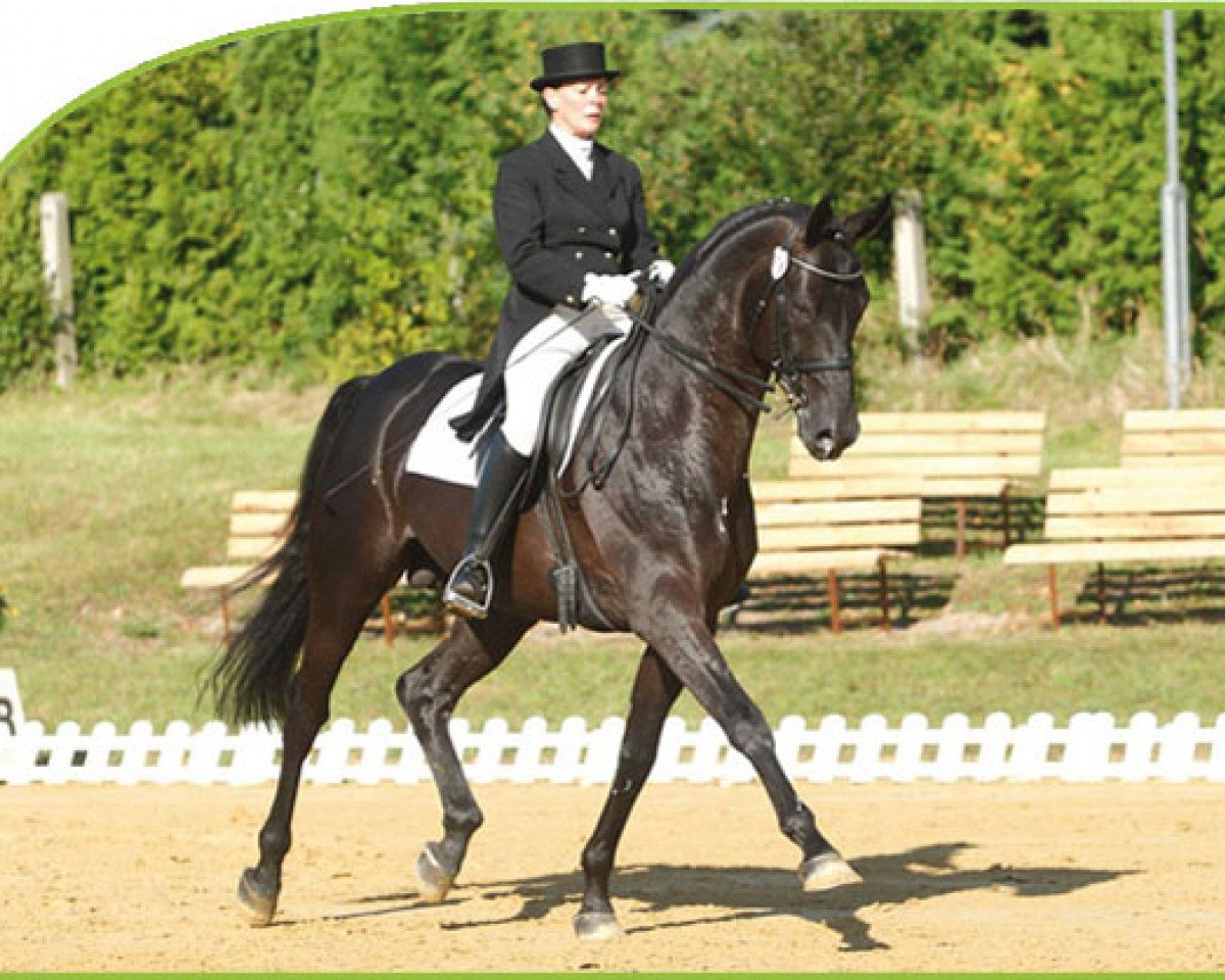 Deckhengst Sarotti 43 (Hannoveraner, 2003, von Sandro Hit)