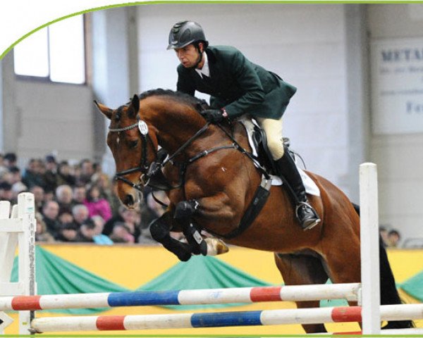 stallion Quidams Acord (Holsteiner, 2007, from Quidam de Revel)
