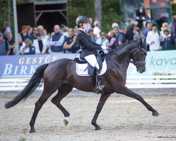 dressage horse Bonany Von Der Mittelerde (Oldenburg, 2017, from Bon Coeur)