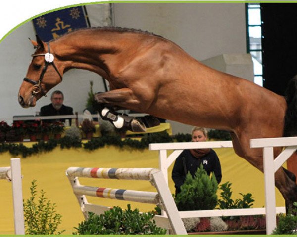 stallion Clueso 5 (Holsteiner, 2009, from Catoki)