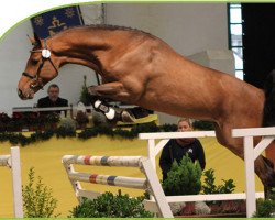 stallion Clueso 5 (Holsteiner, 2009, from Catoki)