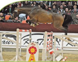 stallion Chickylucky (Oldenburg, 2009, from Casiro I)