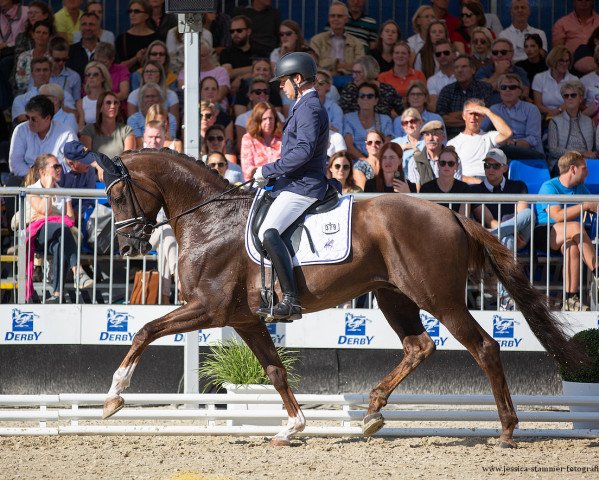 Pferd Don Valegro 2 (Rheinländer, 2018, von Don Martillo)