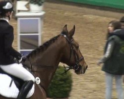 jumper Sorento 10 (Czech Warmblood, 2005, from Regent)