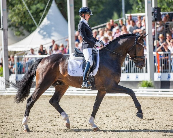 stallion Segantini FRH (Hanoverian, 2018, from Secret)