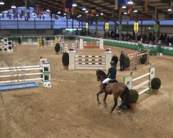 horse My Girl 41 (Polish Warmblood, 2001, from Nimroy)
