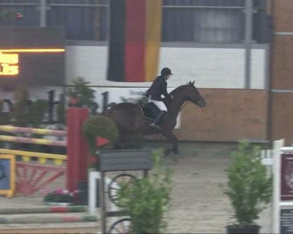horse Sunny Boy 125 (KWPN (Royal Dutch Sporthorse), 1994, from Glennridge)